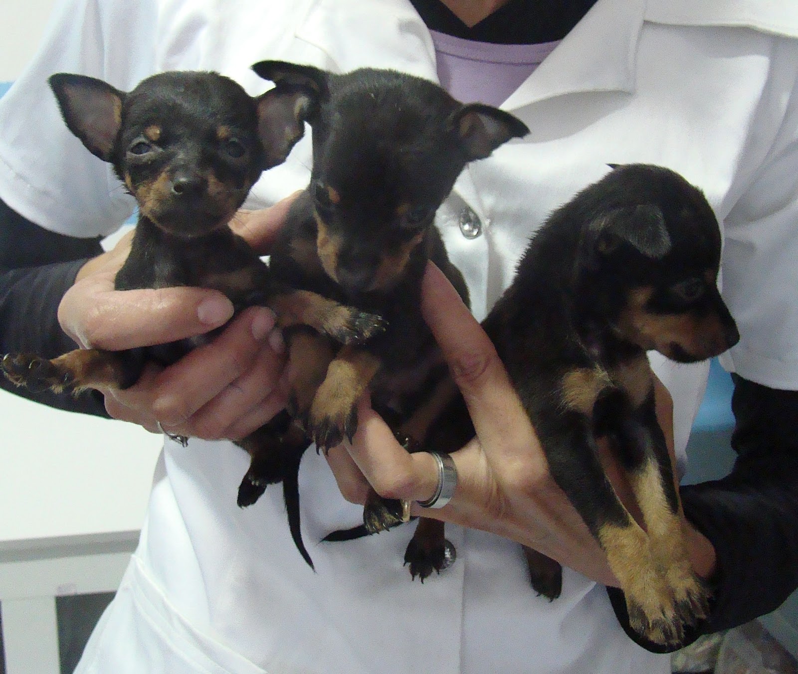 Venda de Filhotes Pinscher O Rural 22