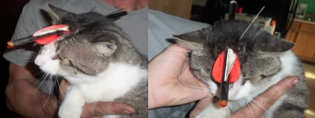 Gato sobrevive após ter uma flecha atravessada em sua cabeça