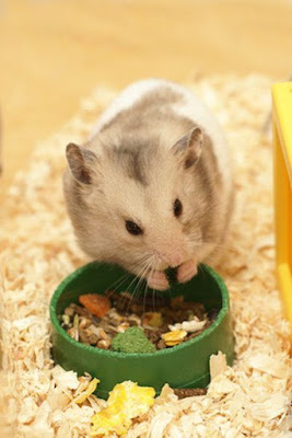 Hamster eating