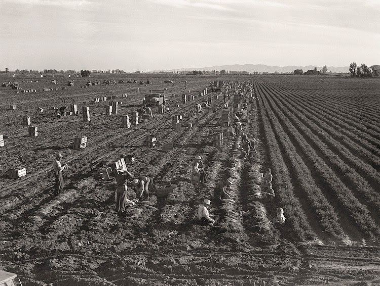Heartbreaking Dust Bowl s photographs taken by Dorothea Lange during the 1930s - 30