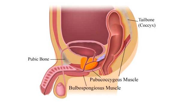 Begini Cara Melatih Otot Pubococcygeus untuk Ereksi Lebih Keras