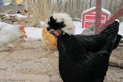 chicken cloth hardware chickens kill coop weasels minks many wire through security very openings seal period short squeeze chick inch