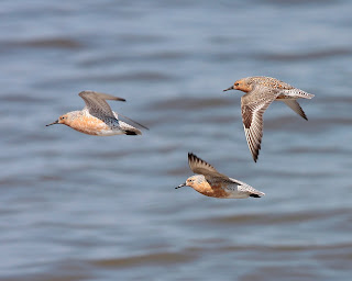 Image of Red Knots