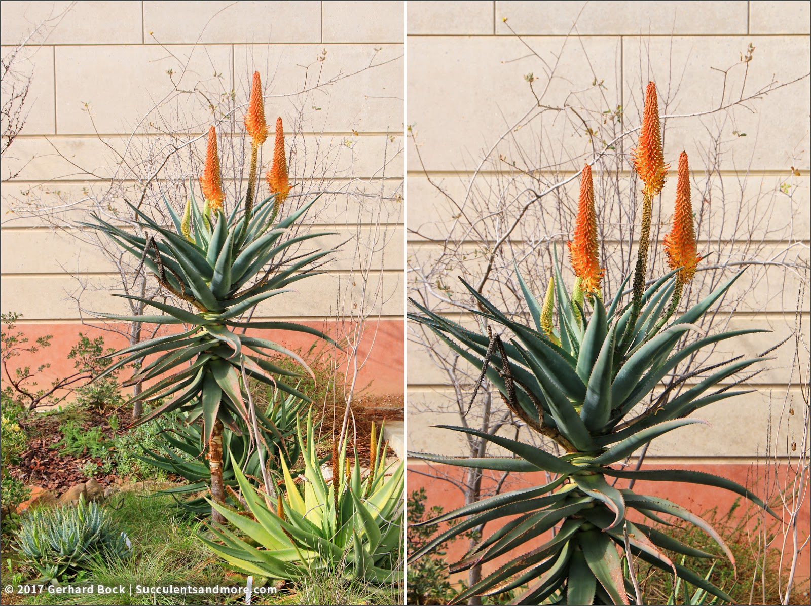 First 2017 look at the aloes at UC Davis