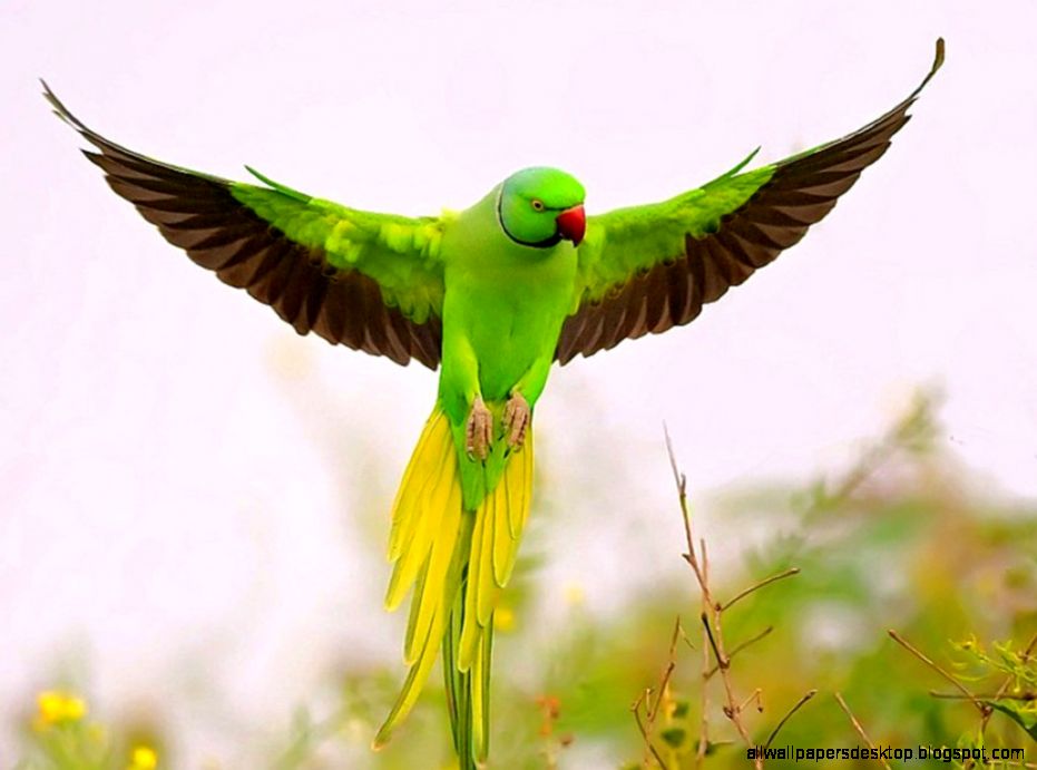 Bird Wings Nature Hd Wallpaper | All Wallpapers Desktop