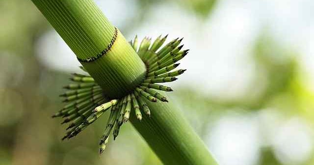 Ciri khusus tumbuhan bambu Ciri khusus tumbuhan bambu