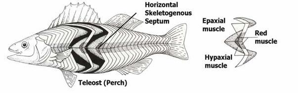 Sistem Urat Daging (Otot) pada ikan