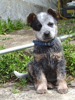 Everything about your Australian Cattle Dog