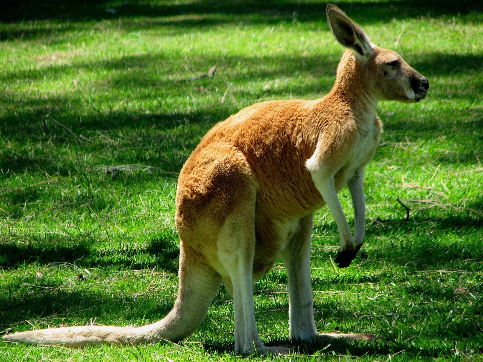 Kangaroo Wallpapers | Animals Library