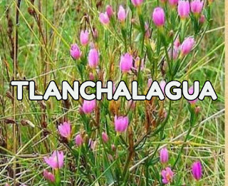 Tlanchalagua planta