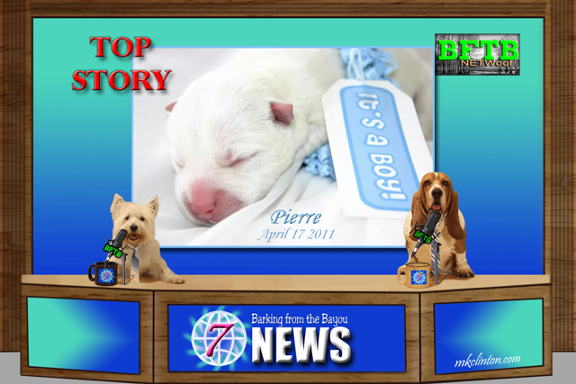 BFTB NETWoof News set with Pierre's newborn photo