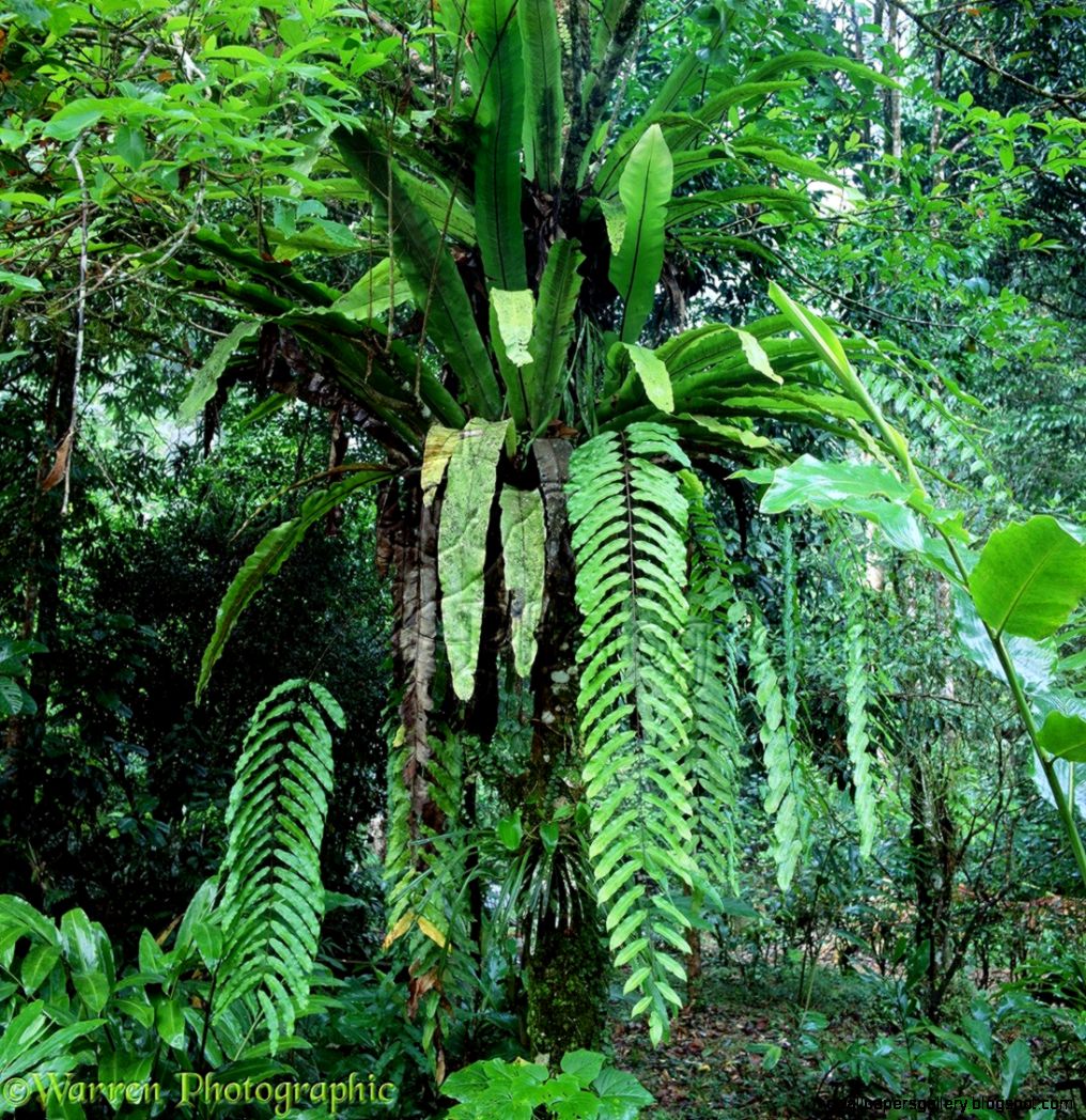Rainforest Plants And Trees