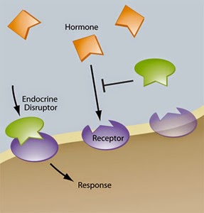 Estrogen Distruptor, reseptor estrogen