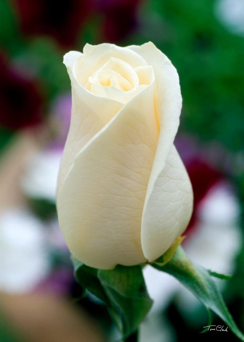 NIRVANA 07 02 13 rose-color-chart-meanings-rose-color-meanings-rose-meaning-yellow