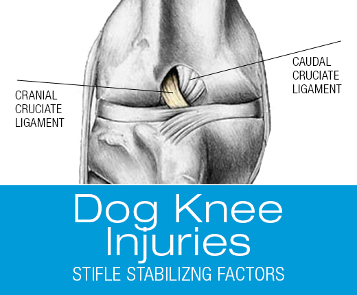 Dog CCL Injuries: Hanging by a Thread? Stabilizing Forces in the Canine Stiffle
