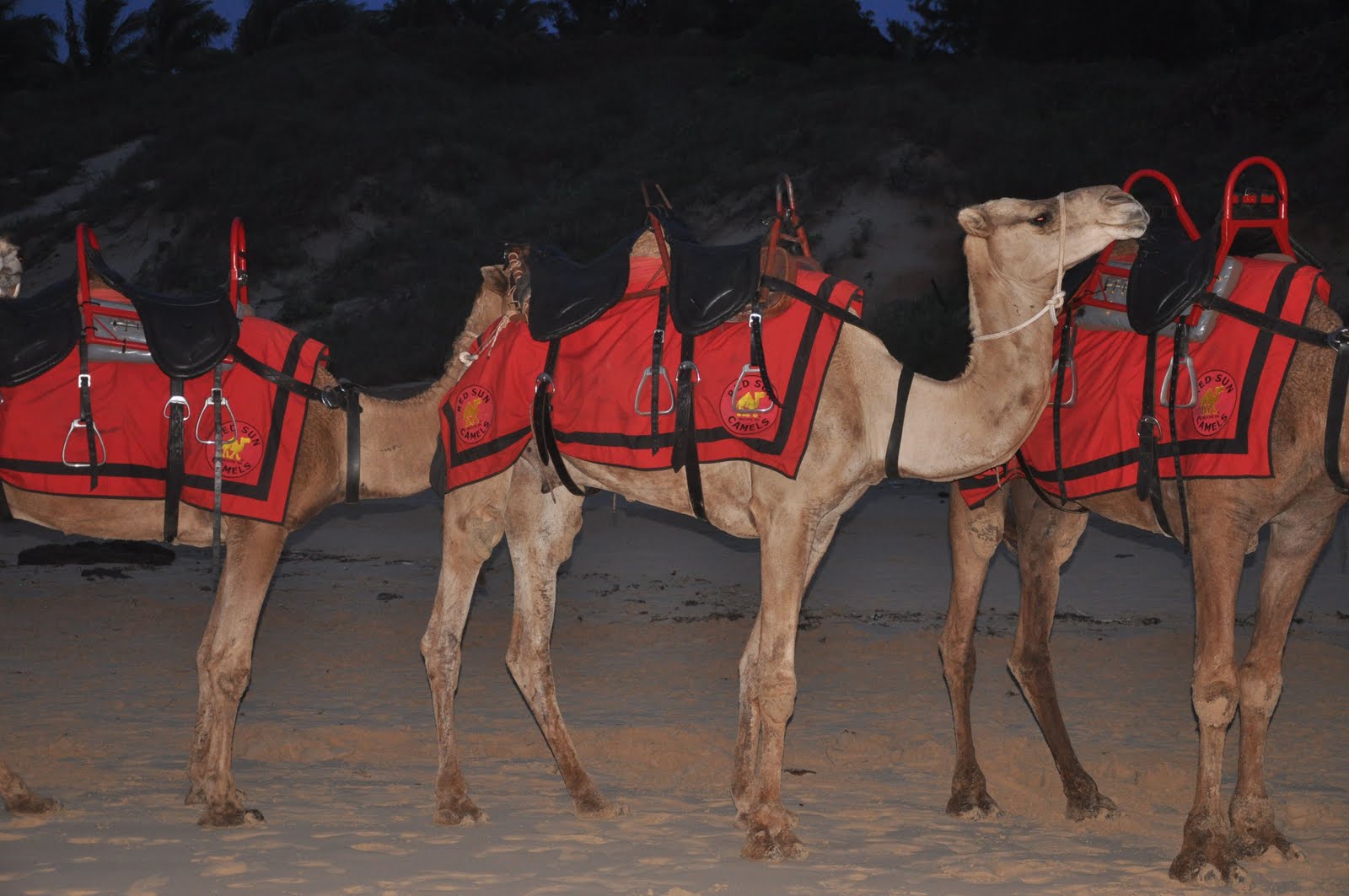 Diane Wright Art Quilts Cable Beach Camels Sunset