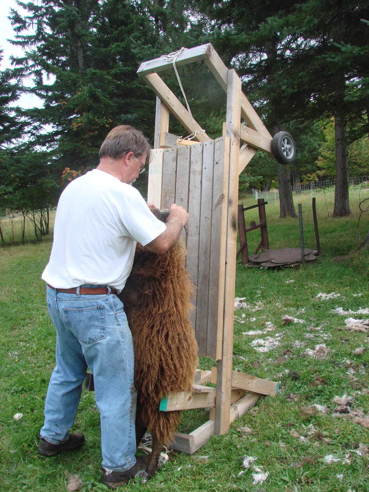 Kilpelän Luomutila ja Sen Ympäristö My SelfLoading Sheep Shearing Table