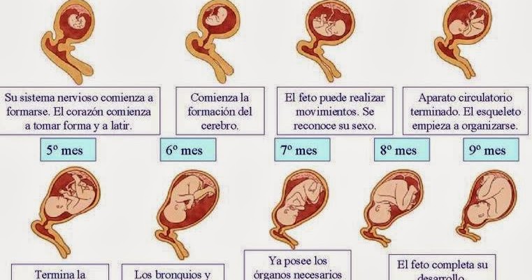 Desarrollo del bebe mes a mes embarazo