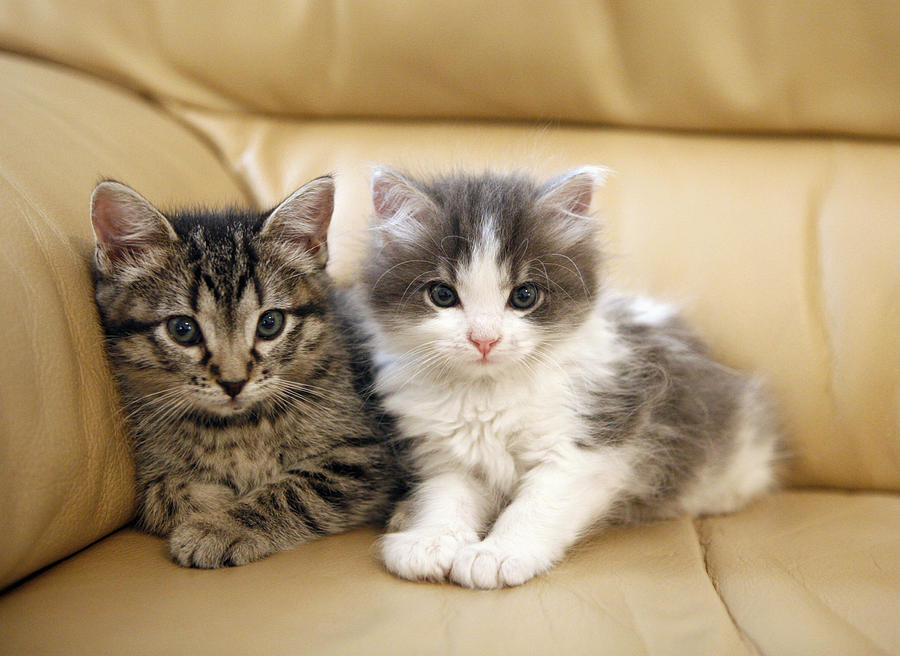 Activating Thoughts: Cute Kittens