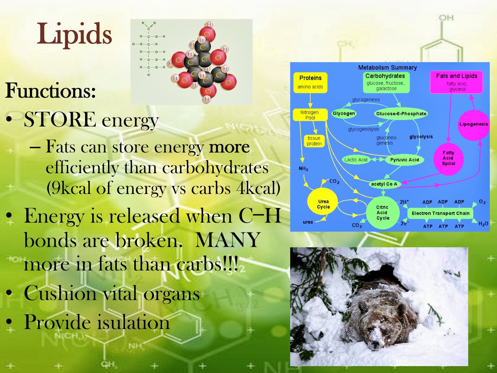 EC Honors Biology Condensation reactions