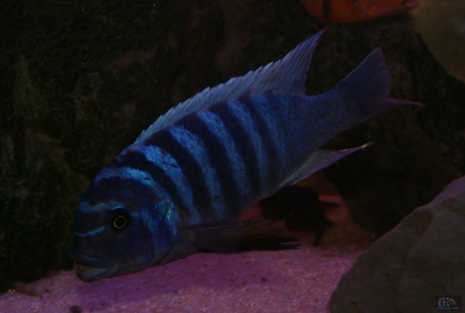 Pseudotropheus Zebra Sunrise Mbamba Bay