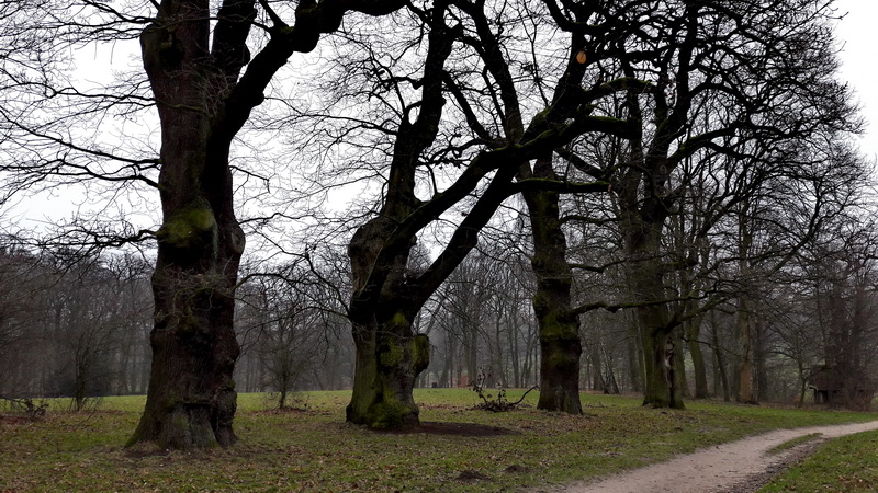 Mano S Welt Hamburger Baumtraume