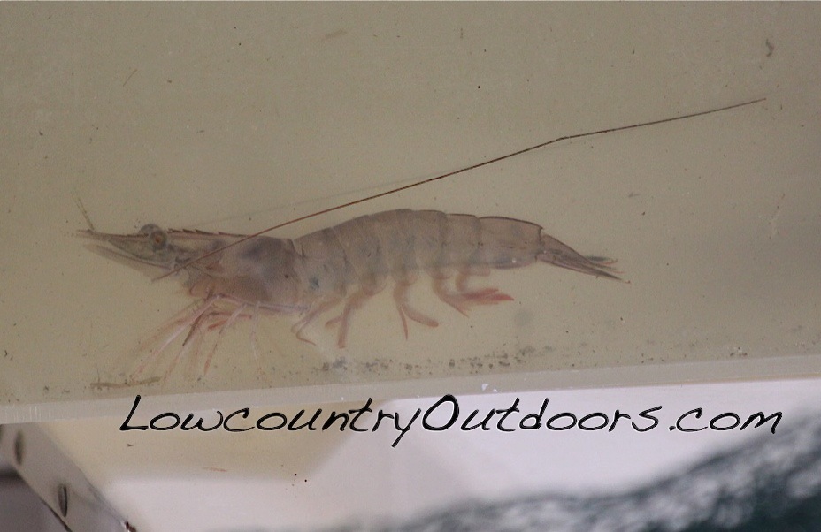 Lowcountry outdoors Recreational Shrimp Baiting Season Now Open