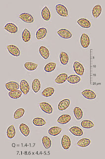Cortinarius diasemospermus var. diasemospermus