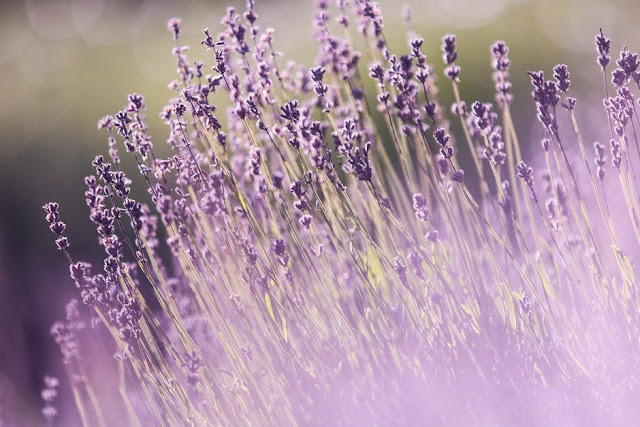 10 Fakta Bunga Lavender Yang Menarik