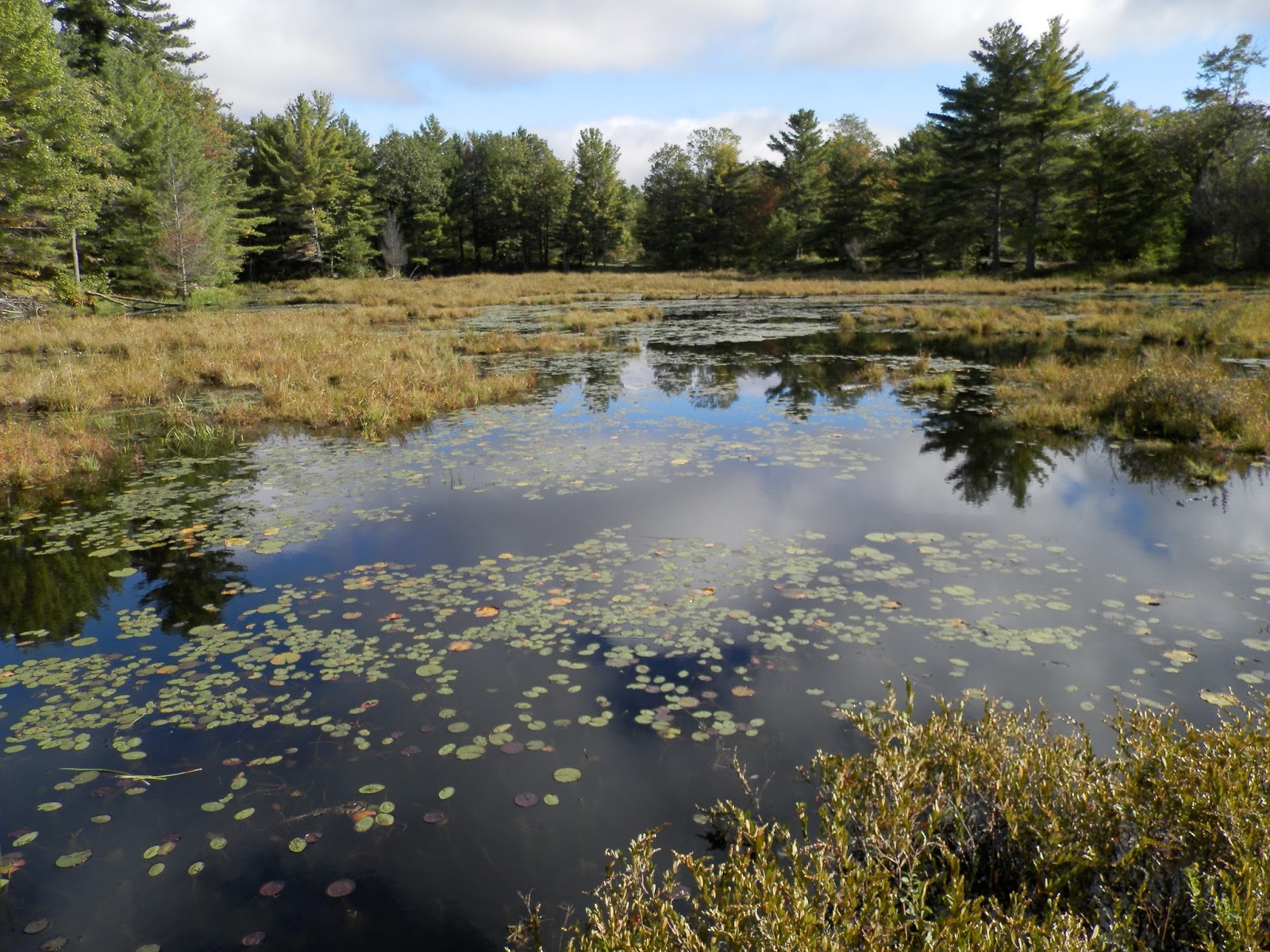 Camping In Ontario Six Mile Lake Provincial Park Site 81