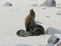 Female Sea Lion with Pup