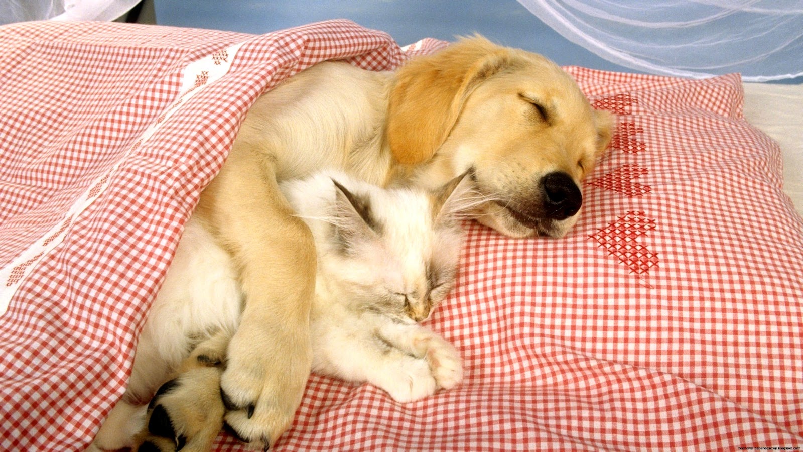 Cats and Dogs Sleeping Together