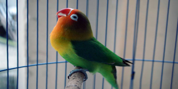 lovebird balibu