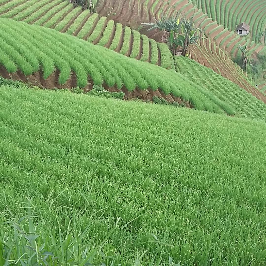 Penyiangan dan Penggemburan Tanah Untuk Bawang Merah