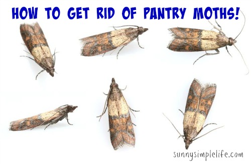 Sunny Simple Life: How To Get Rid Of Pantry Moths