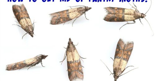 Sunny Simple Life How To Get Rid Of Pantry Moths