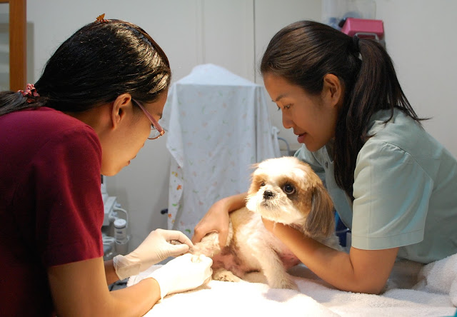 Saiba os riscos de problema de saúde que o shih tzu pode ter