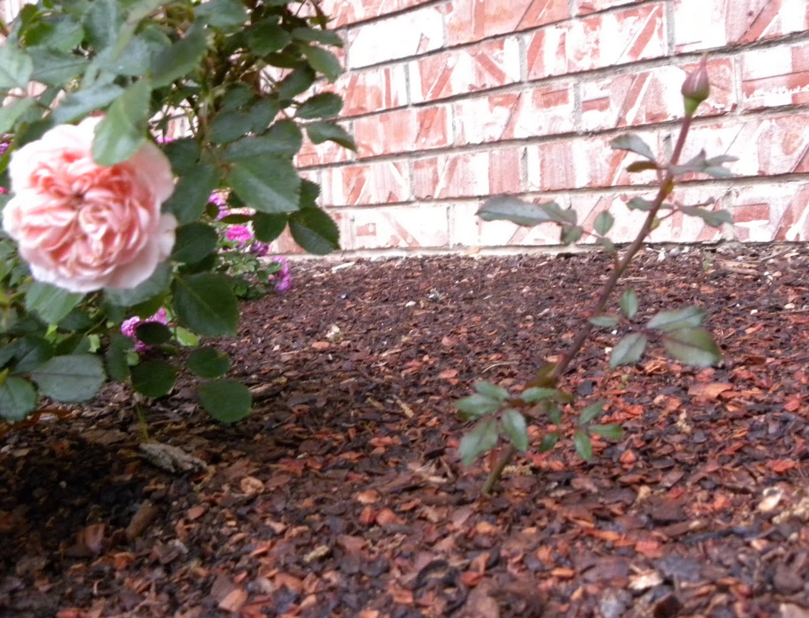 Red Dirt Roses Suckers can be a Good Thing