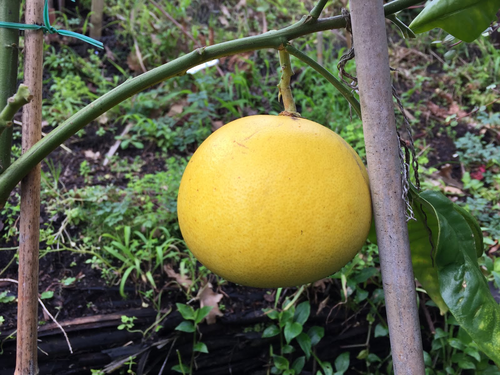 Citrus Enthusiast Pomelos The President of the Citrus Club.