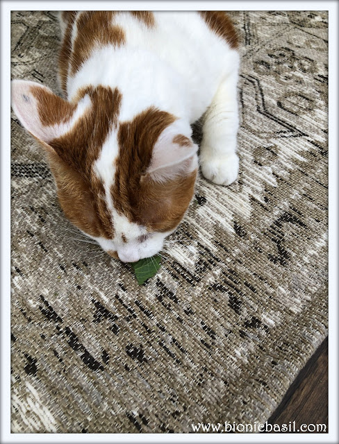 Amber sampling fresh catnip, ginger and white tabby. tabby cat, cat eating fresh catnip,