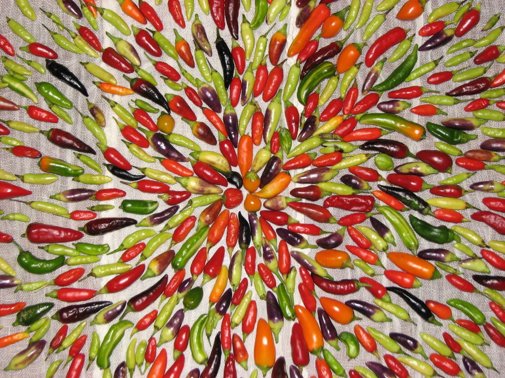 Vital Signs Pepper explosion