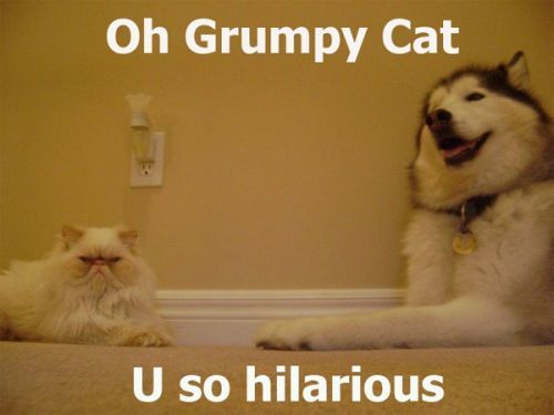 Oh+Grumpy+Cat+-+U+So+Hilarious.jpg