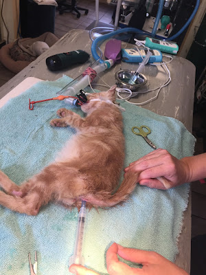 anus my cats Hole near