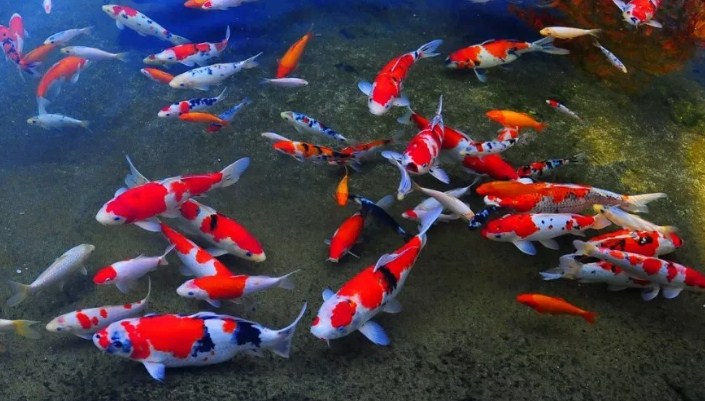 7 Alasan Penting Kenapa Ikan Naik Ke Permukaan Air Superperikanan