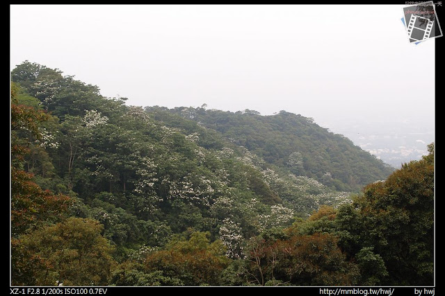 2013-04-22 彰化縣 賞油桐花 景點 德興社區 福田生態園區 員林藤山步道