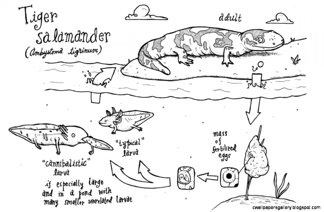Salamander Diagram | Wallpapers Gallery