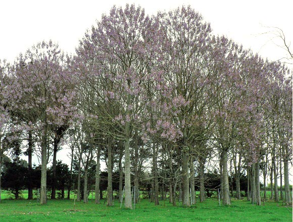 Ritm de crestere copac Paulownia Plante de copaci Paulownia Ritm de crestere copac Paulownia Plante de copaci Paulownia