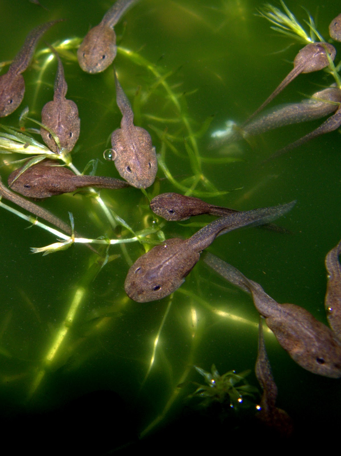 Peter Lovett's ramblings : The most pampered tadpoles in Sussex?