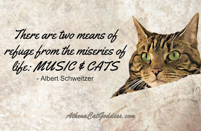 Music and Cats quote