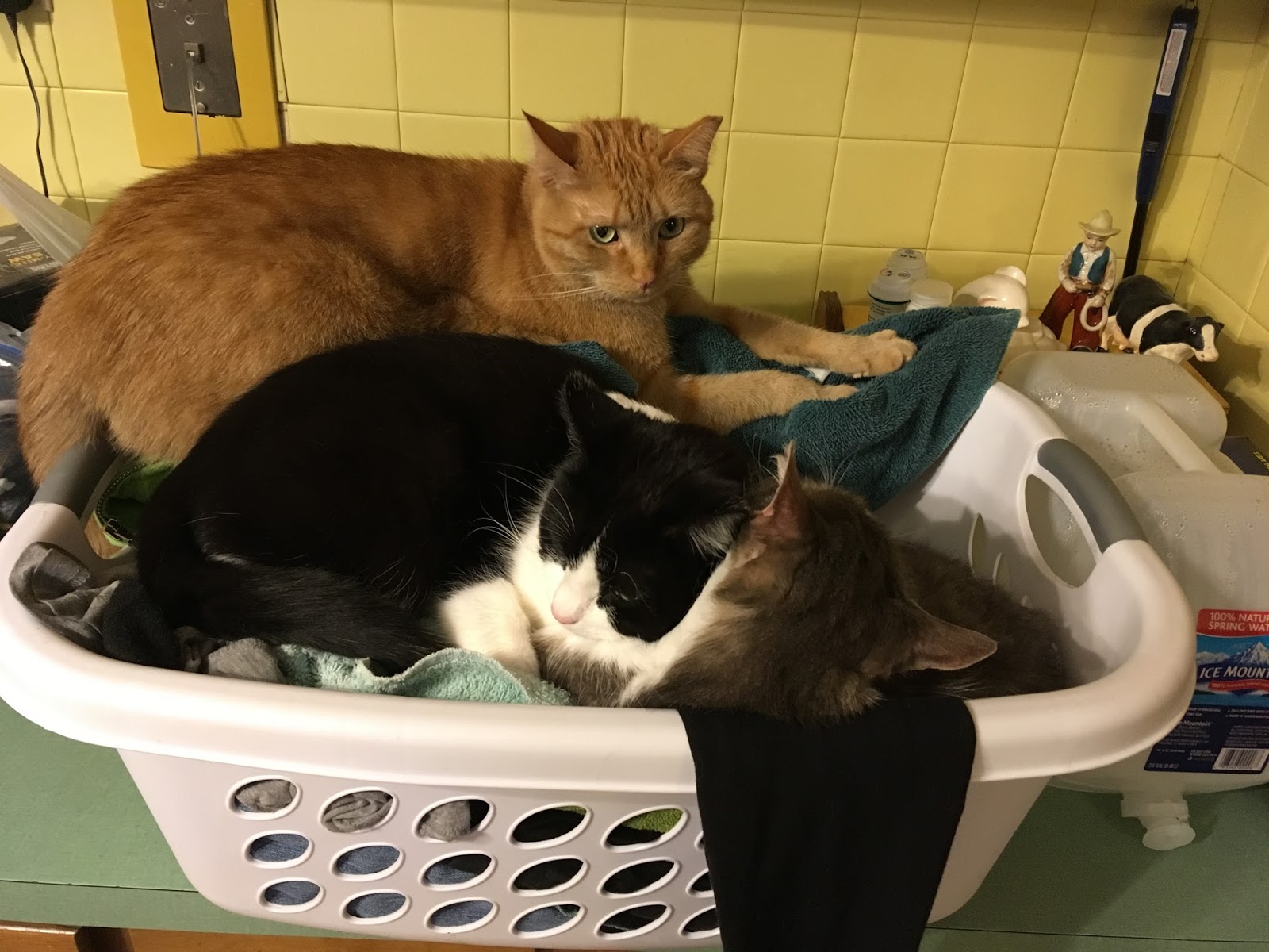 It's all about the cats! Triple kitties in the laundry basket